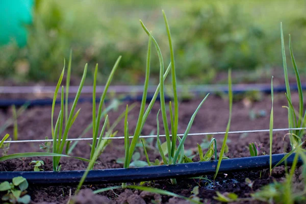 Soğan ülke köyünde bahçesinde tarımı. Damla sulama sistemleri. Yatak soğan sıradan ampul. Baharatlı Sebze bitkileri soğan. Kopya alanı