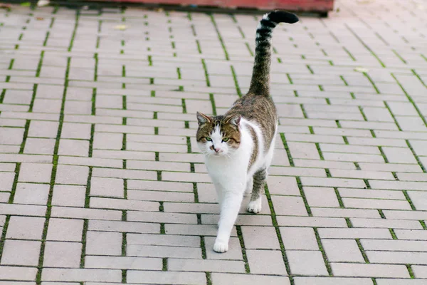 Cat goes on the road paved with tiles