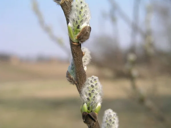 Tenyésztési rügyek Salix viminalis, a fűzfa kosár, közös fűz vagy fűz — Stock Fotó