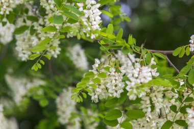 Bal arısı, beyaz çiçeklerden, akasya, Robinia psödoacia, siyah çekirge ve sahte akasyadan nektar toplar. Çiçek açan akasya kümeleri. Ballı bahar bitkisi. Nektar toplayın. Sağlıklı ve şarküterili bitki