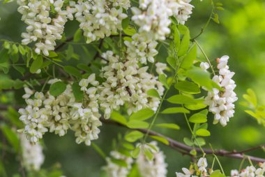 Bal arısı, beyaz çiçeklerden, akasya, Robinia psödoacia, siyah çekirge ve sahte akasyadan nektar toplar. Çiçek açan akasya kümeleri. Ballı bahar bitkisi. Nektar toplayın. Sağlıklı ve şarküterili bitki