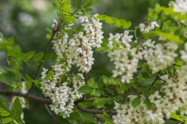 Bal arısı, beyaz çiçeklerden, akasya, Robinia psödoacia, siyah çekirge ve sahte akasyadan nektar toplar. Çiçek açan akasya kümeleri. Ballı bahar bitkisi. Nektar toplayın. Sağlıklı ve şarküterili bitki