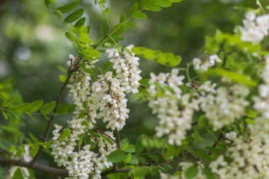 Bal arısı, beyaz çiçeklerden, akasya, Robinia psödoacia, siyah çekirge ve sahte akasyadan nektar toplar. Çiçek açan akasya kümeleri. Ballı bahar bitkisi. Nektar toplayın. Sağlıklı ve şarküterili bitki