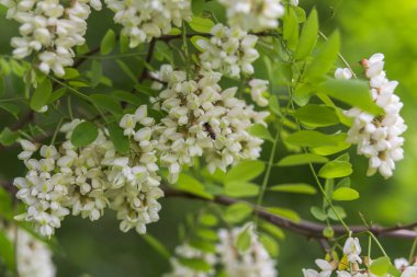 Bal arısı, beyaz çiçeklerden, akasya, Robinia psödoacia, siyah çekirge ve sahte akasyadan nektar toplar. Çiçek açan akasya kümeleri. Ballı bahar bitkisi. Nektar toplayın. Sağlıklı ve şarküterili bitki