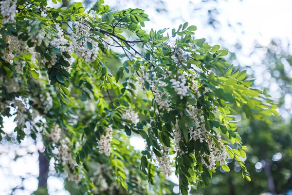 Honey bee collects nectar from white flowers tree acacia, Robinia pseudoacacia, black locust, false acacia. Blooming clusters of acacia. Honey spring plant. Collect nectar. Plant with healthy and deli — Stock Photo, Image