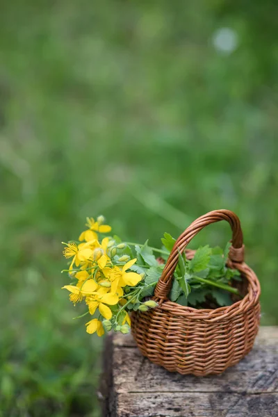 Chelidonium majus, celidonia mayor, nipplewort, swallowwort o tetterwort flores amarillas en una canasta de mimbre de la vid. Colección de plantas medicinales durante la floración en verano y primavera. Médico — Foto de Stock