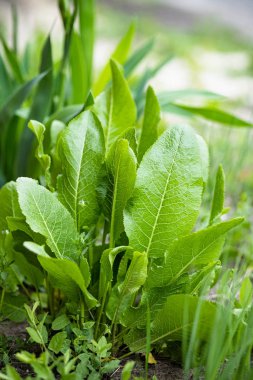 Yabanturpu, Armoracia rusticana, Syn. Cochlearia Armoracia Yeşil taze yapraklar açık havada.