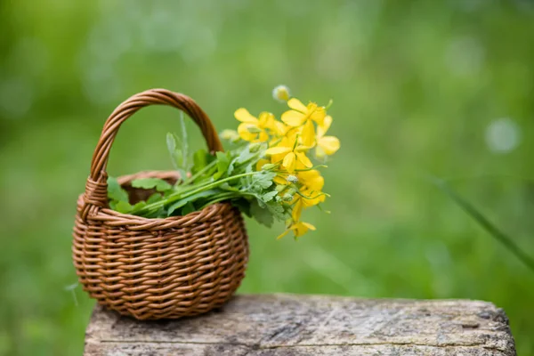 Chelidonium majus, daha büyük celandine, meme otu, kırlangıç otu veya Stok Fotoğraf