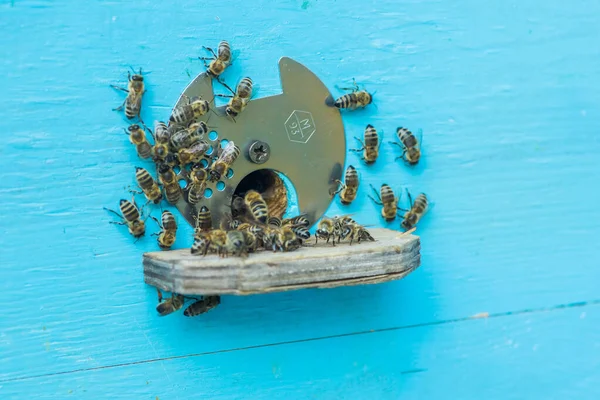 Z ula wyłażą pszczoły.. — Zdjęcie stockowe