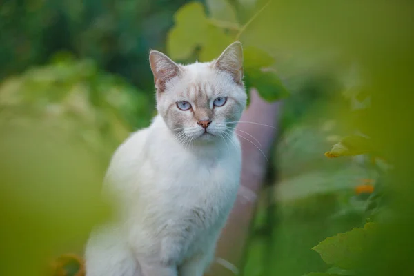 Gyönyörű fehér macska kívül ház között zöld lombozat. Egészséges beoltott állat séta közben. — Stock Fotó