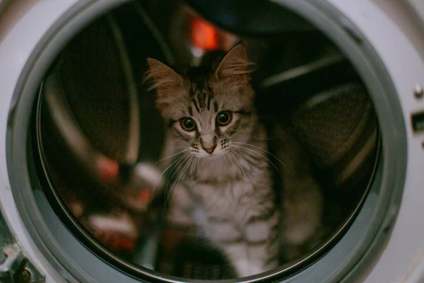 Маленький серый котёнок залез в стиральную машину. Барабан стиральной машины опасен для животных. Животное спряталось, играя в стиральной машине . — стоковое фото