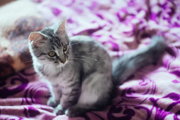 Кошка, похожая на Мэна Куна, лежит на кровати. тень жалюзи на кошке. счастливое бездомное животное нашло хозяев . — стоковое фото