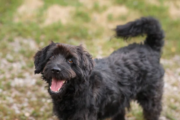 Blickt der schwarze Hund in den Rahmen und lächelt. Tier auf dem Hintergrund von wildem Gras auf dem Feld. Spaziergang mit Ihrem Haustier. — Stockfoto