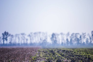 Sonbahar sislerinin arka planında farklı fidelerin olduğu bir alan. Sahada hasat edildi. Kış karabuğdayı.