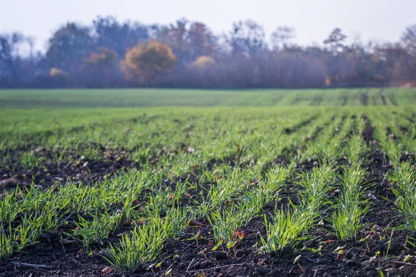 Jovem trigo verde crescendo no solo. Proces agrícolas. Campo de mudas de trigo jovens crescendo no outono. brotando a agricultura de centeio em um campo em um dia nebuloso de outono. Frutos de centeio . — Fotografia de Stock