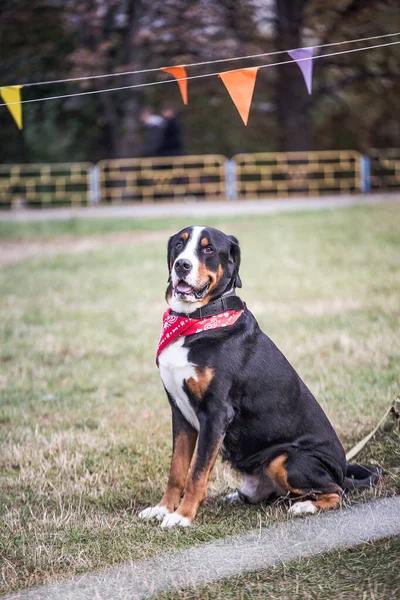 Fortunato Berner Bernese Sennenhund Big dog sul campo verde. Ritratto di grande cane domestico. Un bellissimo animale con una bandana sul collo . — Foto Stock