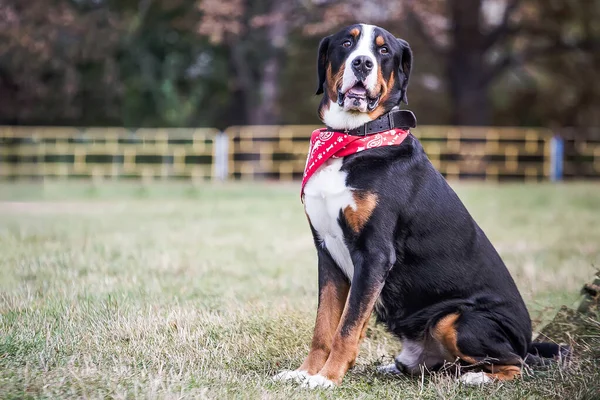 Fortunato Berner Bernese Sennenhund Big dog sul campo verde. Ritratto di grande cane domestico. Un bellissimo animale con una bandana sul collo . — Foto Stock