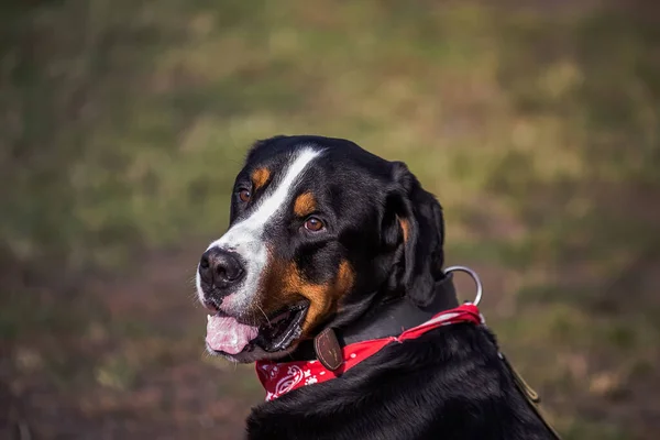 Fortunato Berner Bernese Sennenhund Big dog sul campo verde. Ritratto di grande cane domestico. Un bellissimo animale con una bandana sul collo . — Foto Stock
