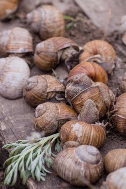 Bir avuç özenle seçilmiş salyangoz, bahçede yaz günü. Restoranlar için üzüm salyangozu çiftliği. Yenilebilir salyangoz ya da salyangoz, büyük, yenilebilir, hava soluyan ahşap bir tür..