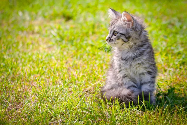 緑の牧草地に猫の子猫。小さな縞模様の子猫は緑の芝生に横たわっています。怖がってる動物緑の草の中のダニやノミ。動物への危険. — ストック写真