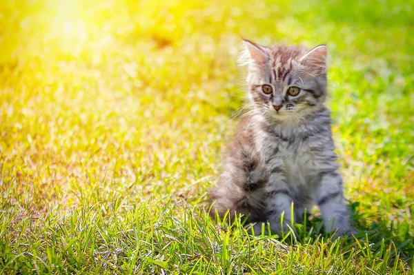 Gatinho de gato jovem em prado verde. pequeno gatinho listrado encontra-se na grama verde. Animal assustado. Carrapatos e pulgas na grama verde. Perigo para os animais . — Fotografia de Stock