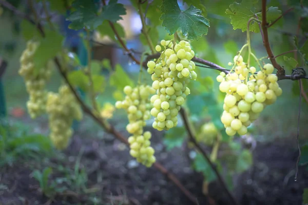 Banda winogron na winorośli. plantatorów winogron na winorośli. zielone wino. Koncepcja zbiorów. Składniki do produkcji wina. Domowa produkcja wina. Agrobiznes. świeże owoce, makro — Zdjęcie stockowe