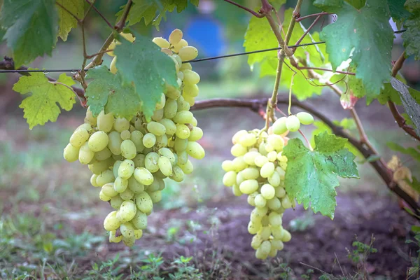 Bunch of grapes on vine insunshine. winegrowers grapes on vine. green wine. Harvest concept. Ingredients for production of wine. Home winemaking. Agribusiness. fresh fruits, Macro — Stock Photo, Image