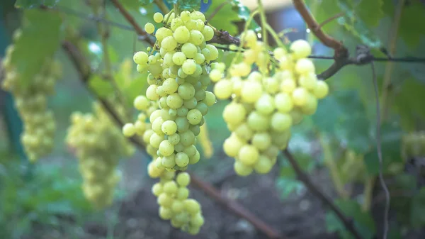 Banda winogron na winorośli. plantatorów winogron na winorośli. zielone wino. Koncepcja zbiorów. Składniki do produkcji wina. Domowa produkcja wina. Agrobiznes. świeże owoce, makro — Zdjęcie stockowe