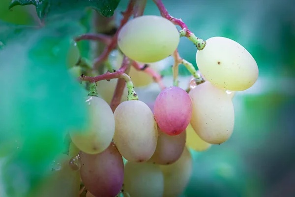 Bando de uvas na vinha insunshine. uvas de viticultores em videira. vinho tinto. Conceito de colheita. Ingredientes de produção de vinho. Vinificação em casa. Agronegócio — Fotografia de Stock