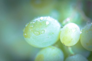 Bir demet üzüm asmalı güneş ışığı. Şarap üreticileri üzümlü üzüm. Yeşil şarap. Hasat konsepti. Şarap üretimi için gerekli malzemeler. Ev yapımı şarap. Tarım işi. Taze meyve, Macro.