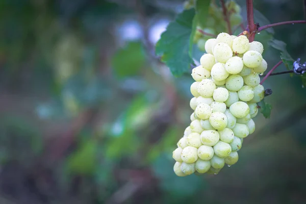 Ramo de uvas en insunshine vid. viticultores uvas en vid. Vino verde. Concepto de cosecha. Ingredientes para la producción de vino. Elaboración de vino en casa. Agroindustria. frutas frescas, Macro —  Fotos de Stock