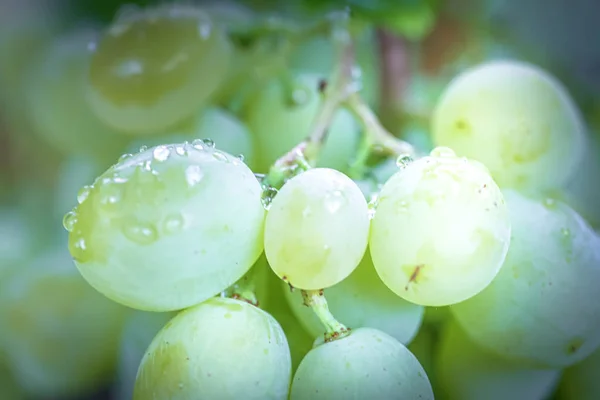 Ramo de uvas en insunshine vid. viticultores uvas en vid. Vino verde. Concepto de cosecha. Ingredientes para la producción de vino. Elaboración de vino en casa. Agroindustria. frutas frescas, Macro —  Fotos de Stock