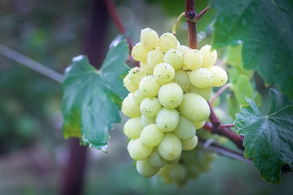 Куча винограда на солнышке. виноградари винограда на виноградной лозе. зеленое вино. Концепция урожая. Ингредиенты для производства вина. Домашнее виноделие. Агробизнес. свежие фрукты, Macro — стоковое фото