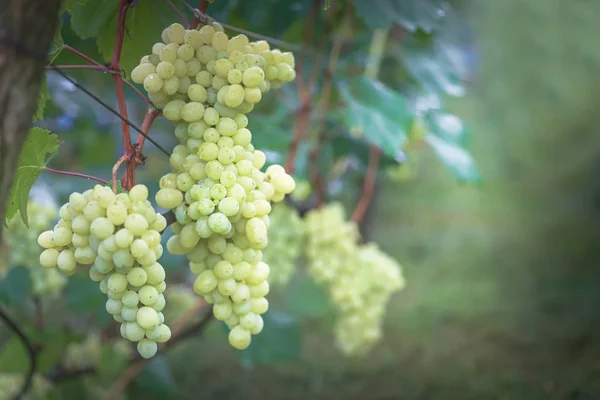 Ramo de uvas en insunshine vid. viticultores uvas en vid. Vino verde. Concepto de cosecha. Ingredientes para la producción de vino. Elaboración de vino en casa. Agroindustria. frutas frescas, Macro —  Fotos de Stock