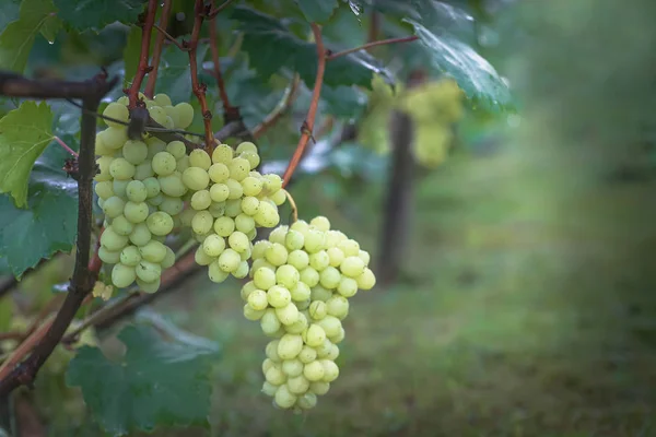 葡萄藤在阳光下结满了葡萄. 葡萄种植者在葡萄藤上种植葡萄。 绿葡萄酒。 收获的概念。 酿造葡萄酒的原料. 家庭酿酒。 Agribusiness 。 新鲜水果，巨无霸 — 图库照片