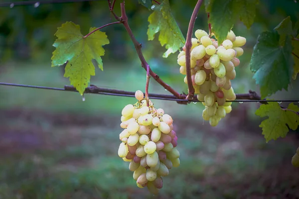 Une grappe de raisin sur un insunshine de vigne. vignerons raisins sur vigne. du vin rouge. Concept de récolte. Ingrédients pour la production de vin. La vinification à domicile. Agro-alimentaire — Photo