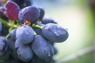 Cabernet siyah üzüm, böyle üzümlerden yapılmış kırmızı şarap. Cabernet Sauvignon üzümleri. Şarap üreticileri üzümlü üzüm. Kırmızı şarap. Hasat konsepti. Şarap üretimi için gerekli malzemeler. Ev yapımı şarap. Agribusinler