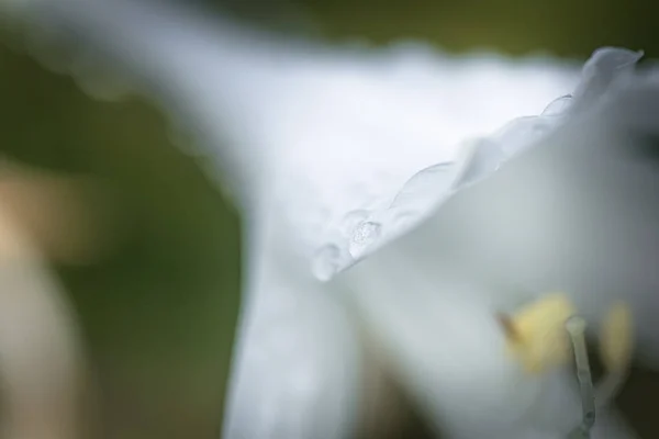 Hosta, hostesler, zambaklar, makro manzaralı giboshi beyaz çiçek. Hosta Leeds 'in geçmişi. Daimi. — Stok fotoğraf