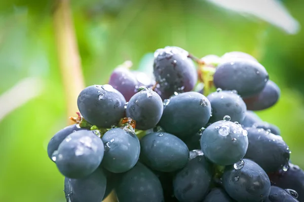 Черный виноград Каберне, красное вино из такого винограда. Виноград Каберне Совиньон. виноградари винограда на виноградной лозе. красное вино. Концепция урожая. Ингредиенты для производства вина. Домашнее виноделие. Агрибузины — стоковое фото
