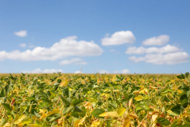 Olgunlaşmış soya tarlası. Glicine max, soya fasulyesi, soya fasulyesi filizlenen soya fasulyesi. Soya fasulyesi tarlasında sarı yapraklar ve soya fasulyesi. Sonbahar hasadı. Tarımsal soya çiftliği geçmişi.