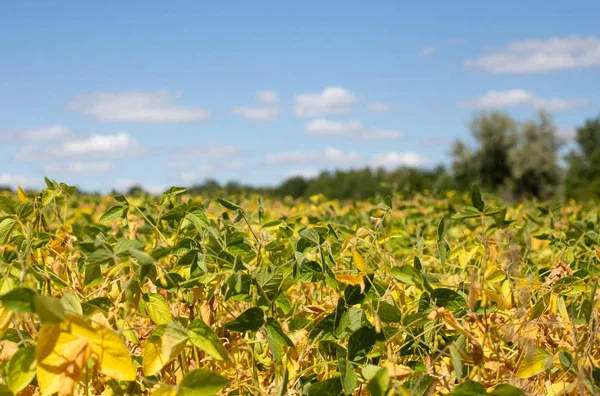 Field with ripened soy. Glycine max, soybean, soya bean sprout growing soybeans. Yellow leaves and soy beans on soybean cultivated field. Autumn harvest. Agricultural soy plantation background.