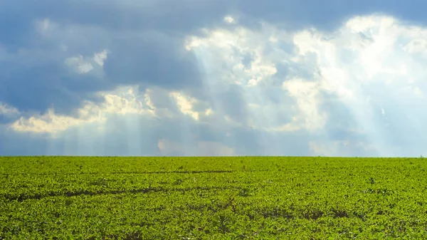 Um campo de soja jovem contra um céu tempestuoso com raios de sol. paisagem com soja verde crescendo em um campo cultivado antes da chuva. Boas colheitas de substitutos de carne para vegetarianos . — Fotografia de Stock