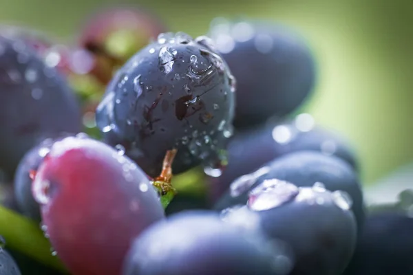 Cabernet fekete szőlő, vörösbor készült ilyen szőlő. Cabernet Sauvignon szőlő. borászok szőlő szőlő szőlő. vörösbor. Aratási koncepció. Hozzávalók bortermeléshez. Házi borkészítés. Agribusinok — Stock Fotó