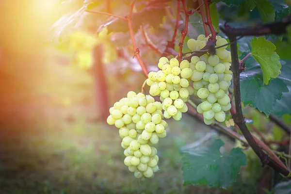 Bando de uvas na vinha insunshine. uvas de viticultores em videira. Vinho verde. Conceito de colheita. Ingredientes de produção de vinho. Vinificação em casa. Agronegócio. frutos frescos, Macro — Fotografia de Stock