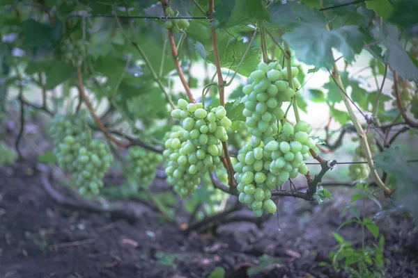 Banda winogron na winorośli. plantatorów winogron na winorośli. zielone wino. Koncepcja zbiorów. Składniki do produkcji wina. Domowa produkcja wina. Agrobiznes. świeże owoce, makro — Zdjęcie stockowe