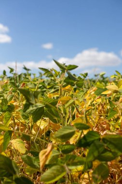 Olgunlaşmış soya tarlası. Glicine max, soya fasulyesi, soya fasulyesi filizlenen soya fasulyesi. Soya fasulyesi tarlasında sarı yapraklar ve soya fasulyesi. Sonbahar hasadı. Tarımsal soya çiftliği geçmişi.