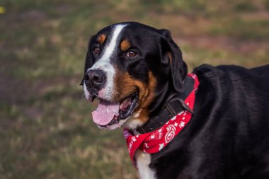 Şanslı Bernese Berner Sennenhund yeşil alanda büyük bir köpek. Büyük evcil bir köpeğin portresi. Boynunda bandana olan güzel bir hayvan..