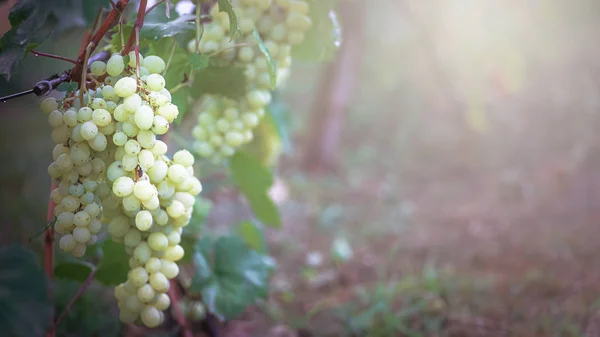 바인 선샤인에 있는 포도 송이. 와인을 재배하는 사람들 이 와인을 재배 합니다. 녹색 포도주. 수확의 개념. 포도주를 만드는 재료. 집에서 바람 이 부는 소리. 농업 사업. 신선 한 과일, 매크로 — 스톡 사진
