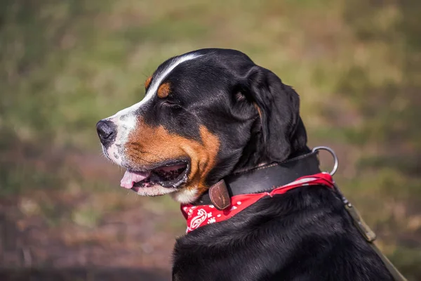 Fortunato Berner Bernese Sennenhund Big dog sul campo verde. Ritratto di grande cane domestico. Un bellissimo animale con una bandana sul collo . — Foto Stock