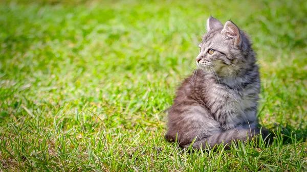 緑の牧草地に猫の子猫。小さな縞模様の子猫は緑の芝生に横たわっています。怖がってる動物緑の草の中のダニやノミ。動物への危険. — ストック写真